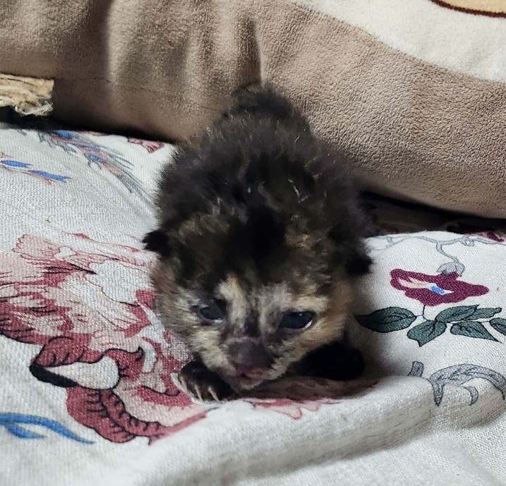 울산유기동물보호센터_431373202300323