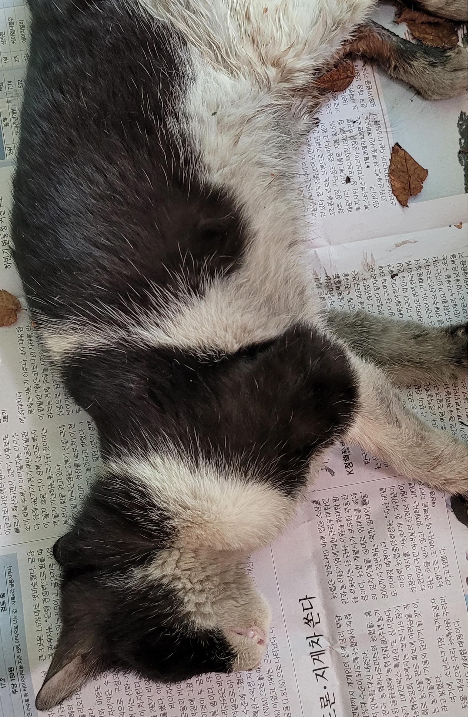 대구유기동물보호협회_427345202300173