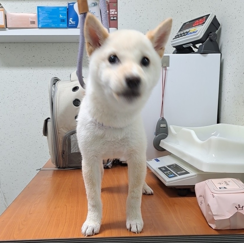 수원시 동물보호센터_441374202300250