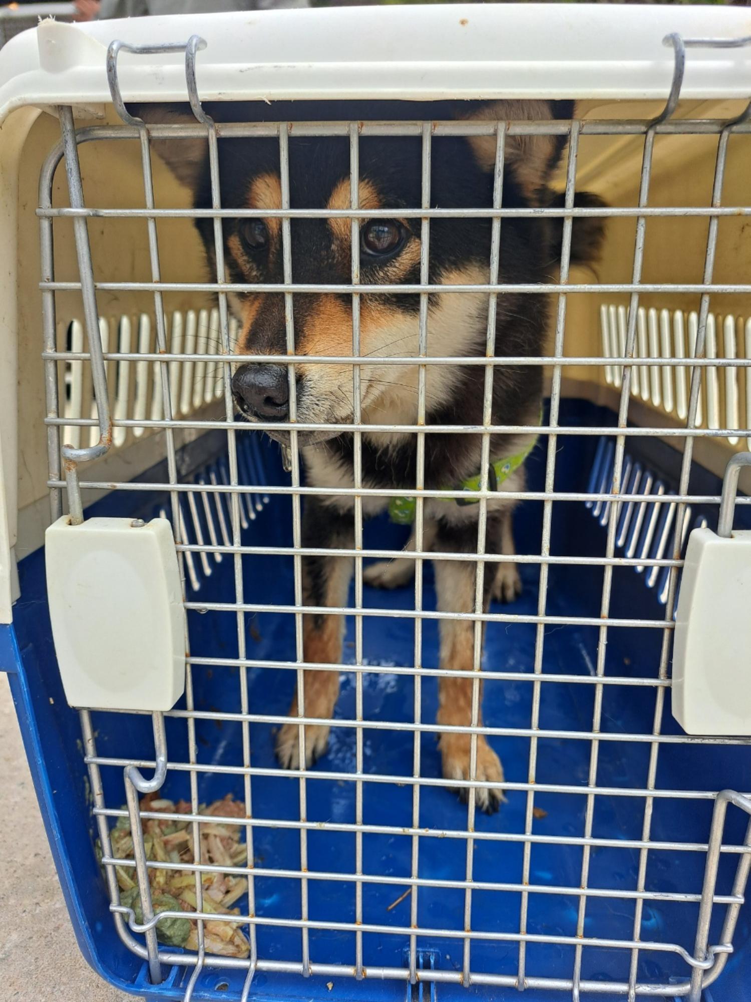 울산유기동물보호센터_431373202300329