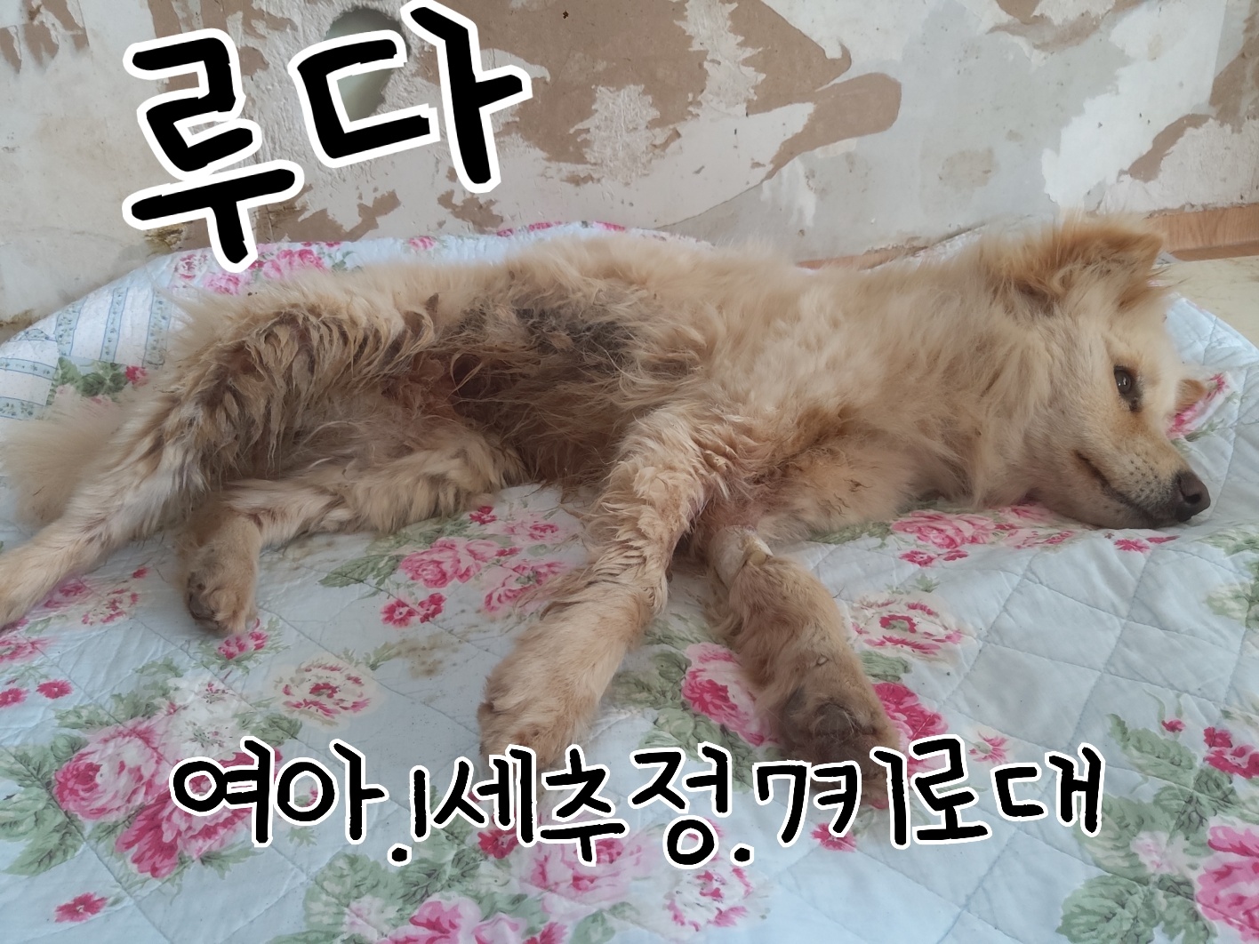 장성군동물보호센터_446498202300163