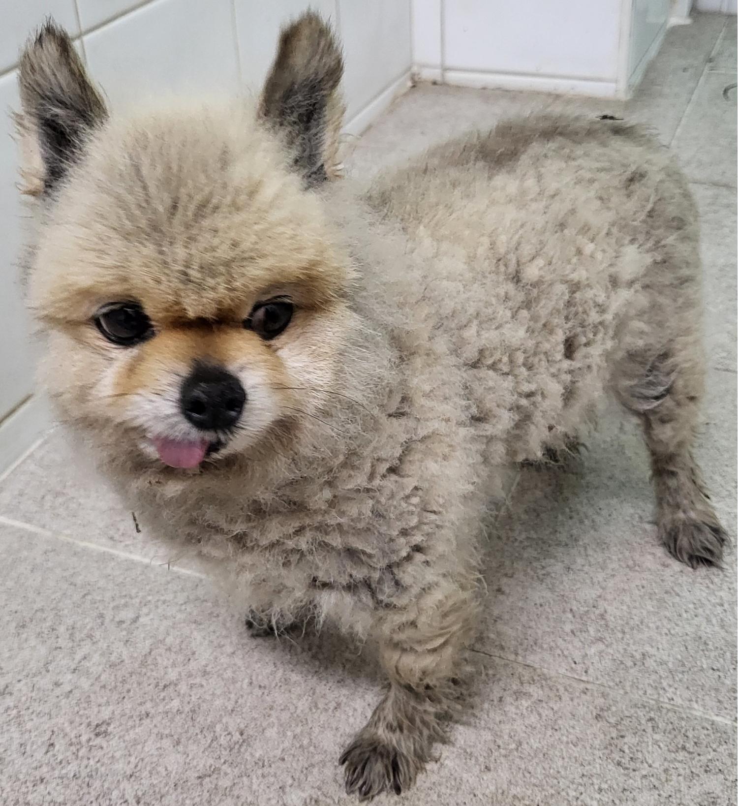 하동군유기동물보호소_448544202300131