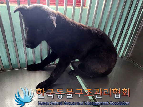 한국동물구조관리협회_441414202300218