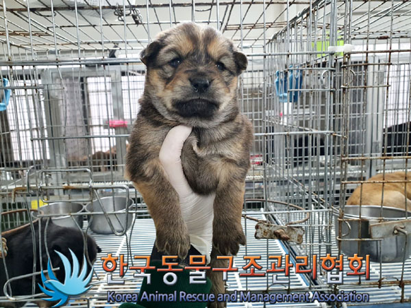 한국동물구조관리협회_441560202300319