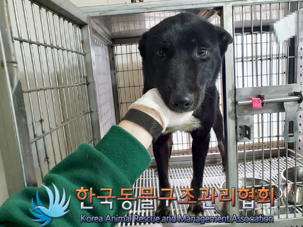 종료(반환) 믹스견…