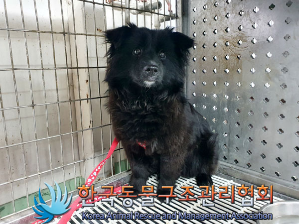한국동물구조관리협회_441409202300507
