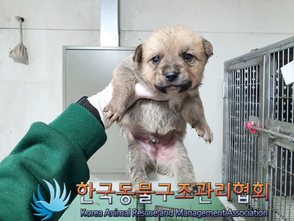 한국동물구조관리협회_441409202300503