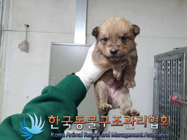 한국동물구조관리협회_441409202300504