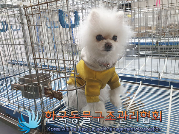 보호중 포메라니안의…