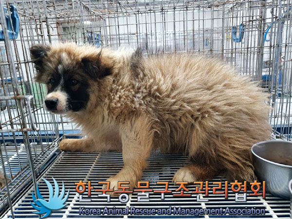 한국동물구조관리협회_441409202300500