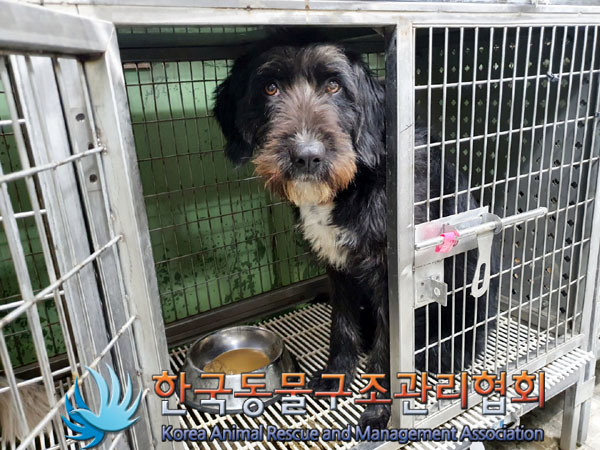 한국동물구조관리협회_441409202300509