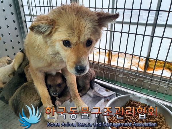 보호중 믹스견의 가…