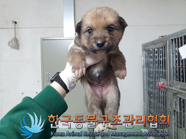 한국동물구조관리협회_441409202300506