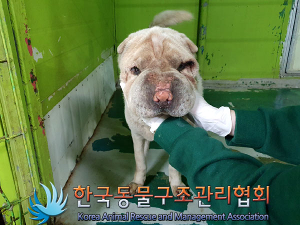 한국동물구조관리협회_441409202300511