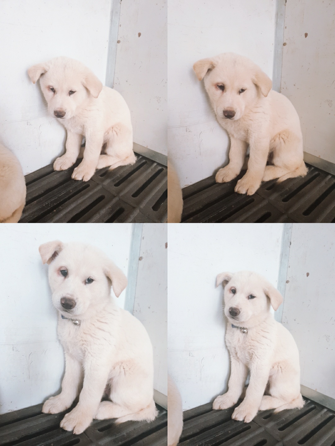 남양동물보호센터_441553202300955