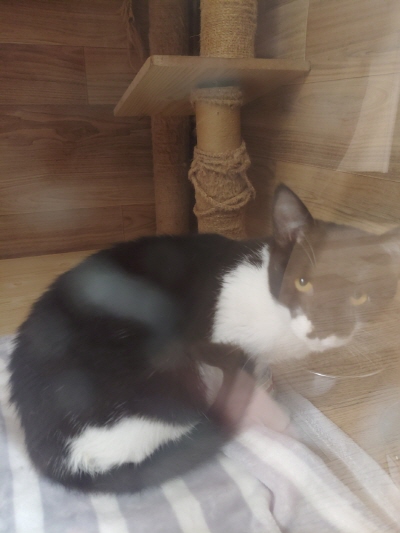 누리동물병원_426333202300108
