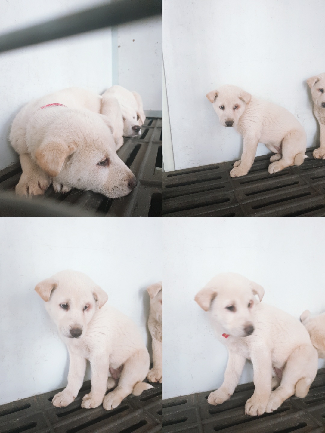 남양동물보호센터_441553202300954