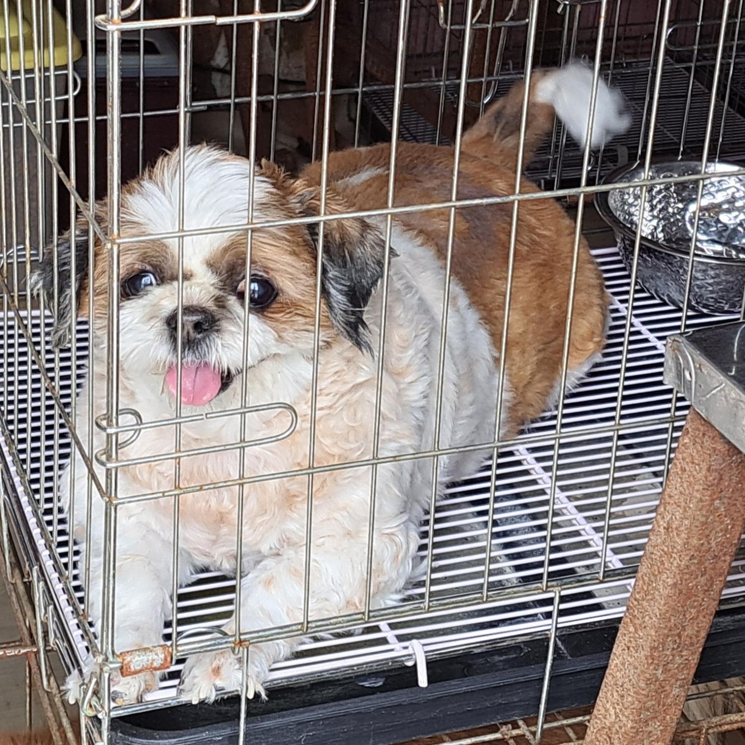 울산유기동물보호센터_431369202300204