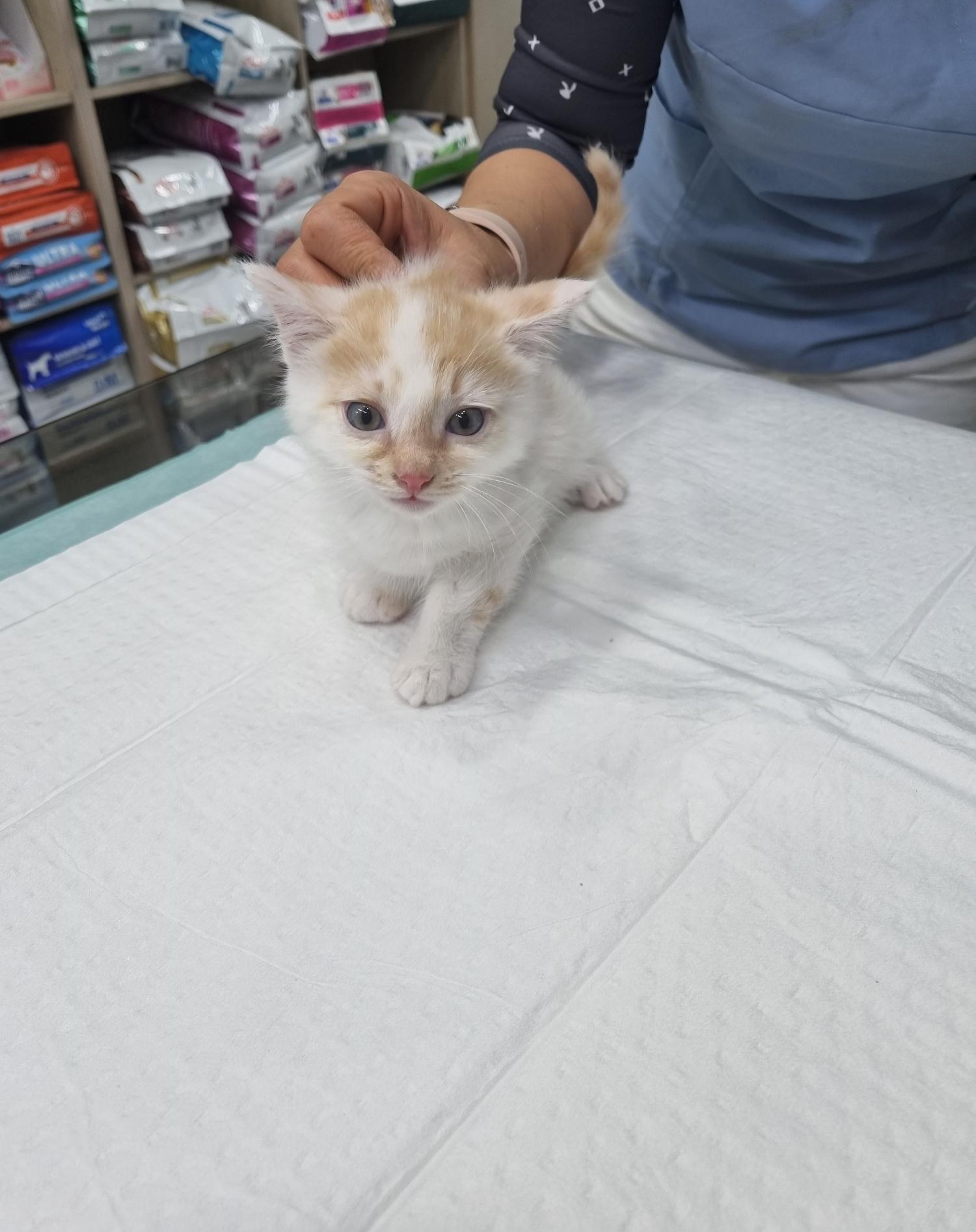 종료(입양) 한국 …