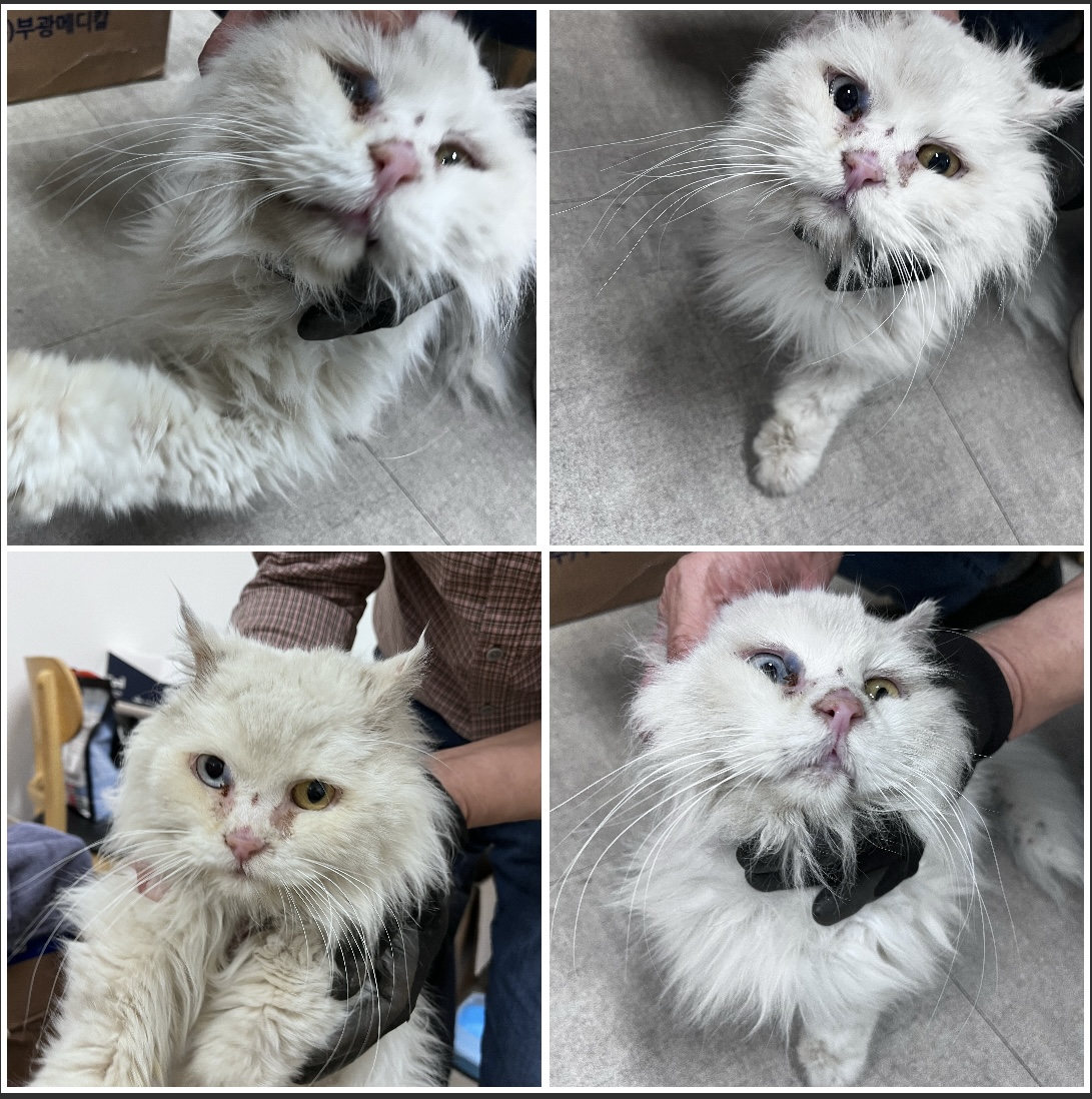 천안시유기동물보호소_444449202300649