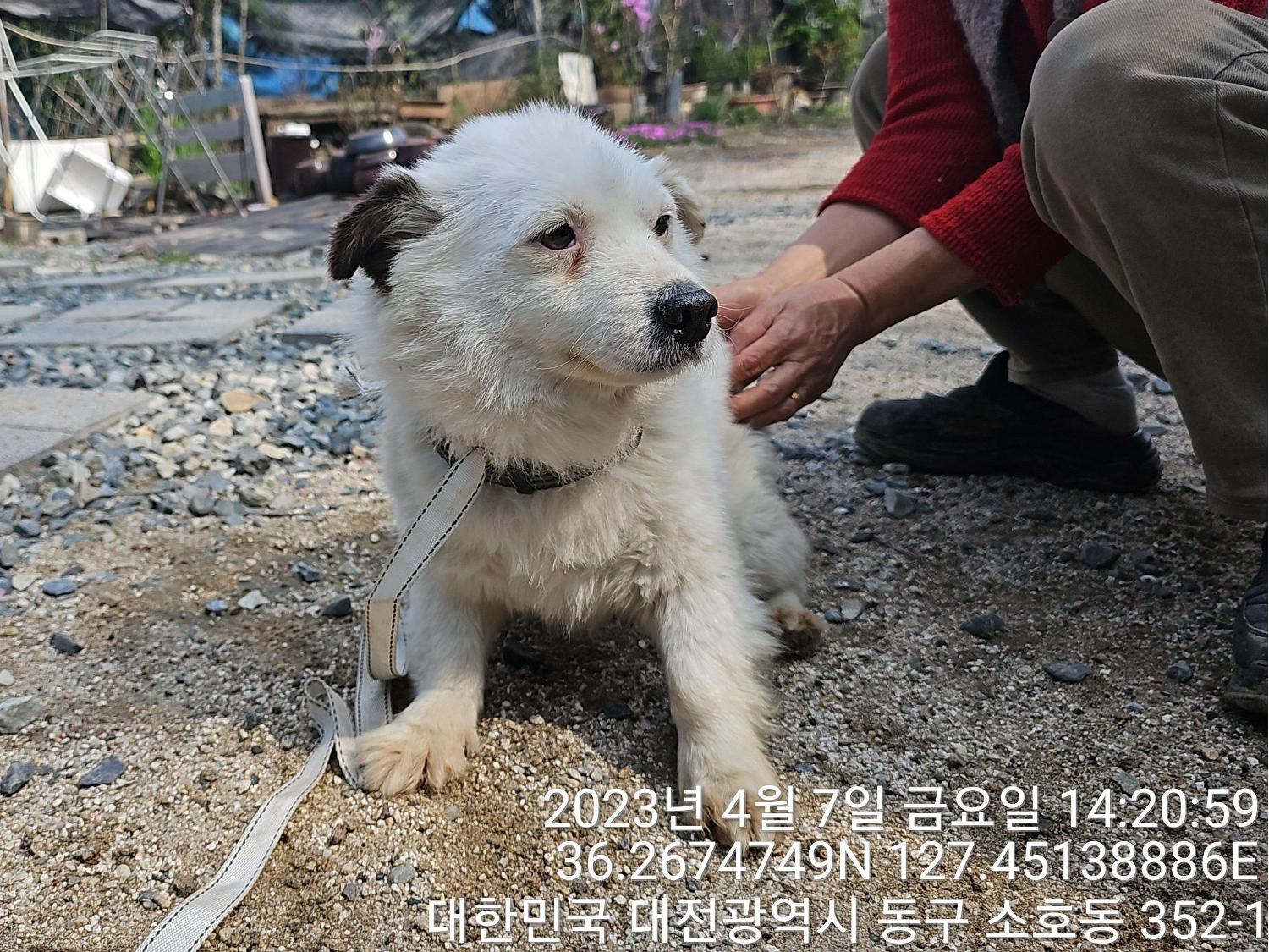대전동물보호센터_430364202300106