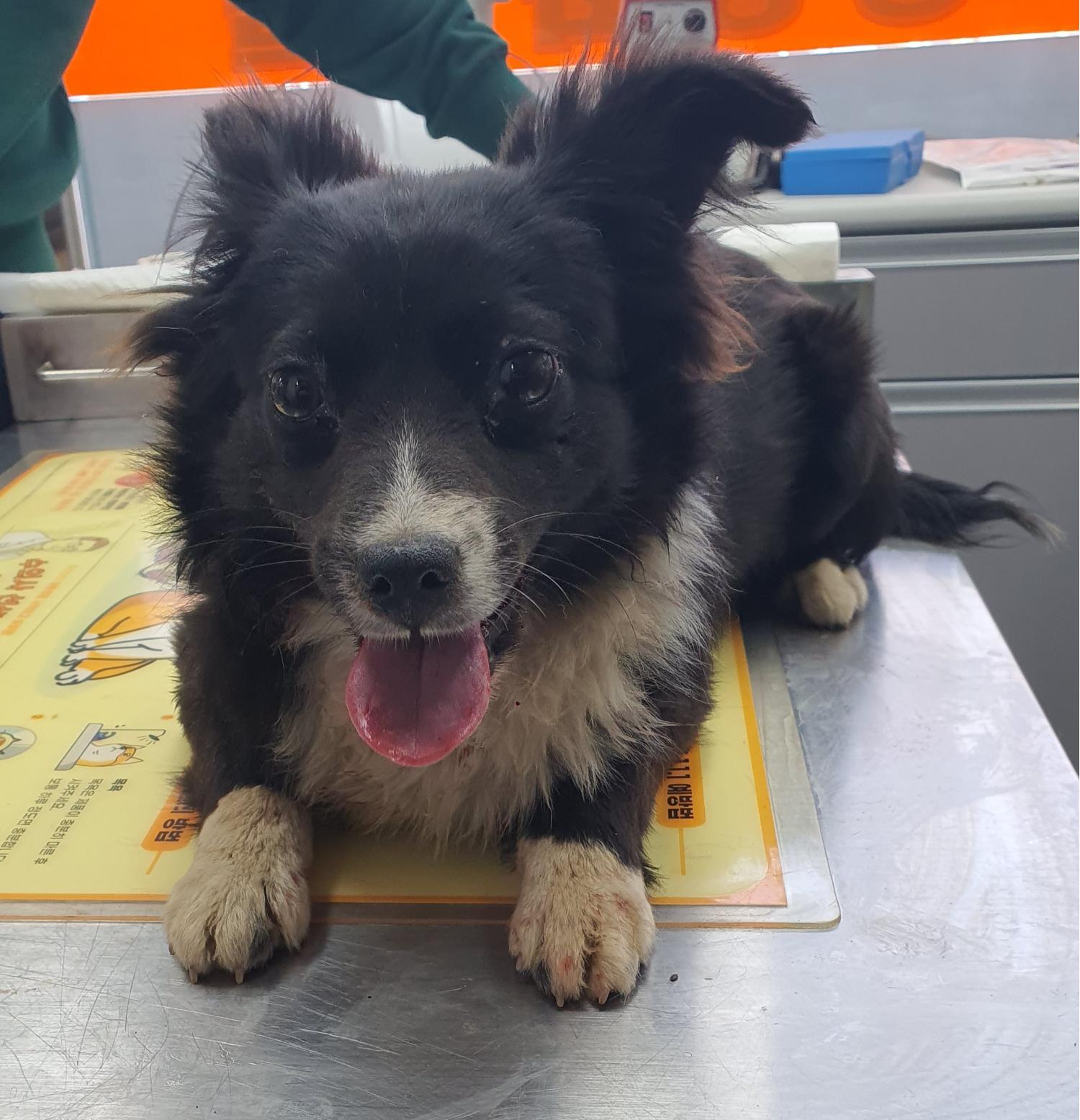 베스트동물병원_428357202300262