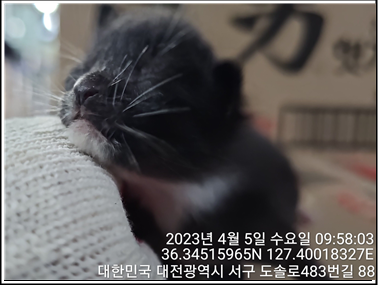 종료(입양) 한국 …