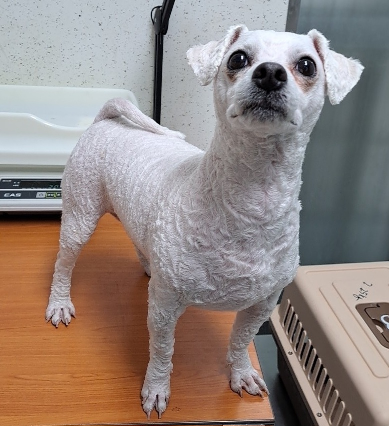 수원시 동물보호센터_441374202300257