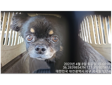 대전동물보호센터_430366202300163