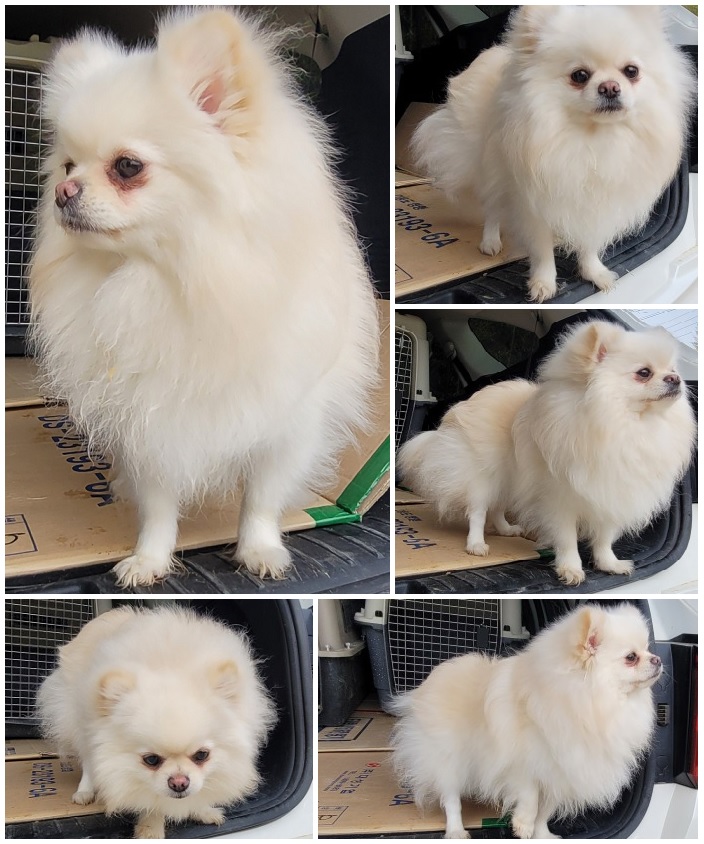 무안군유기동물보호소_446495202300076