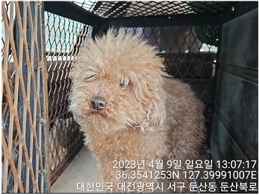 대전동물보호센터_430366202300164
