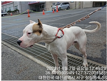대전동물보호센터_430366202300161