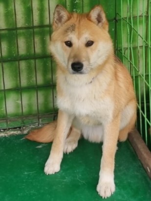 밀양시동물보호센터_448536202300739