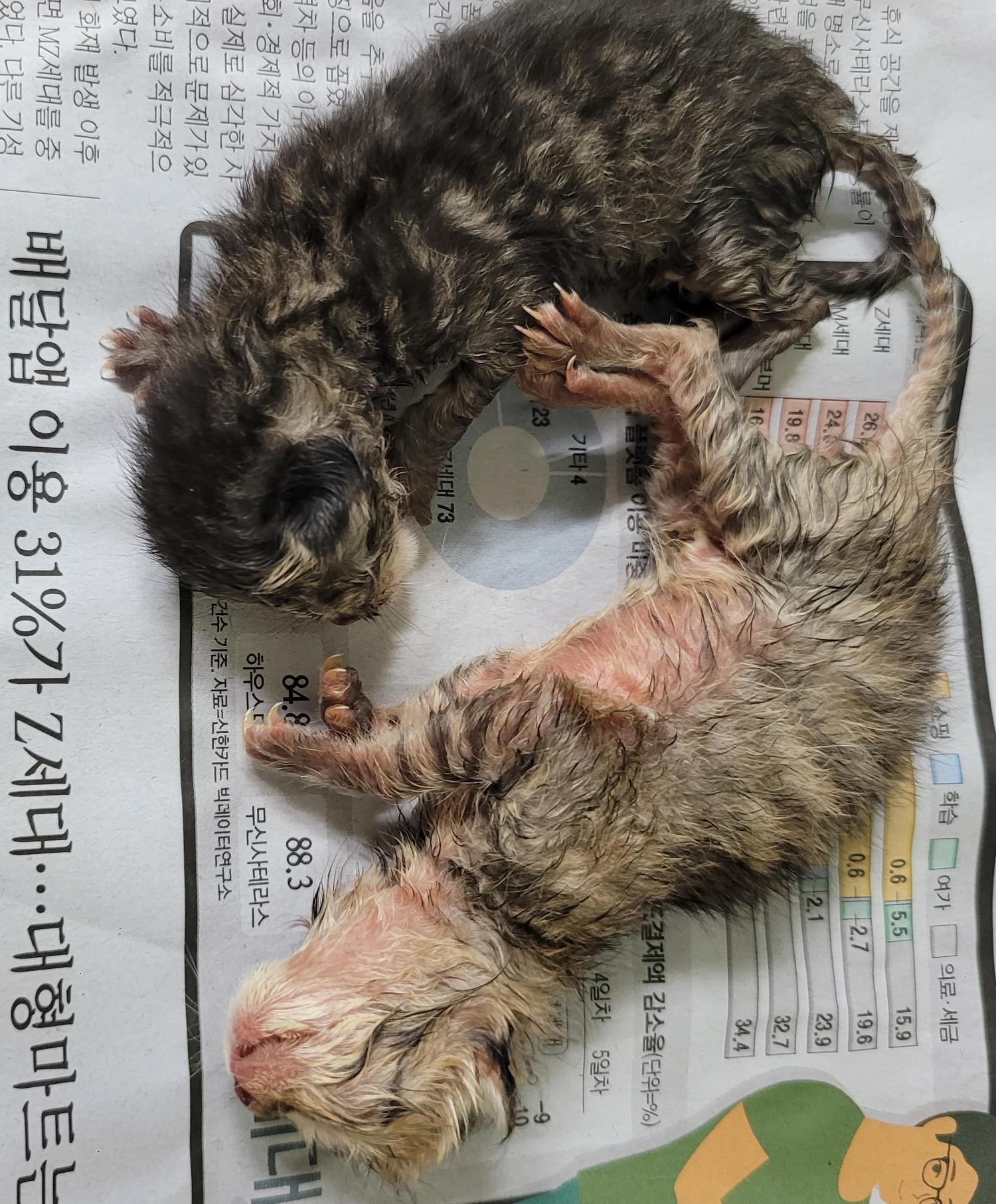 대구유기동물보호협회_427345202300174