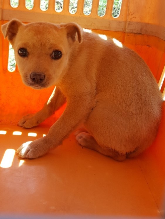 밀양시동물보호센터_448536202300733