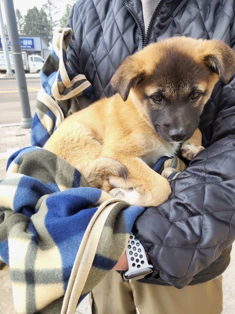 종료(입양) 믹스견…