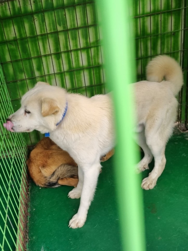 밀양시동물보호센터_448536202300737