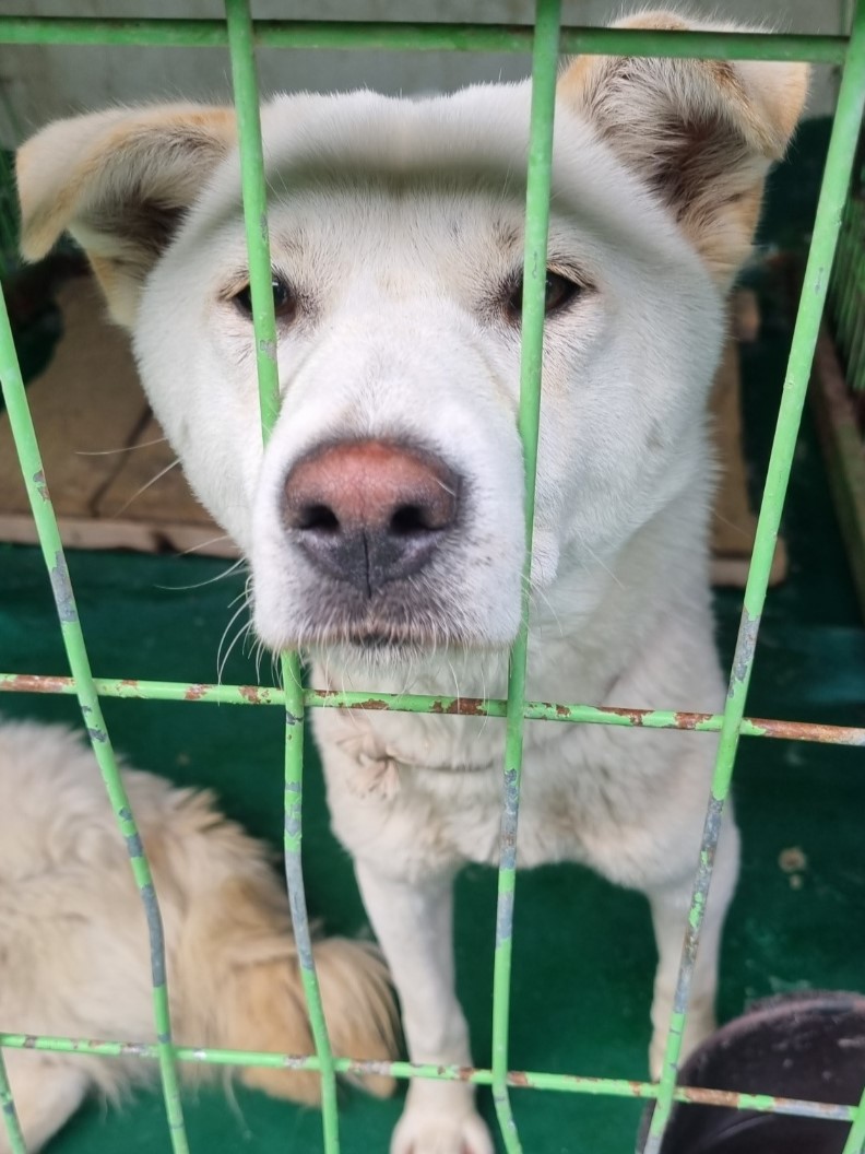 밀양시동물보호센터_448536202300745