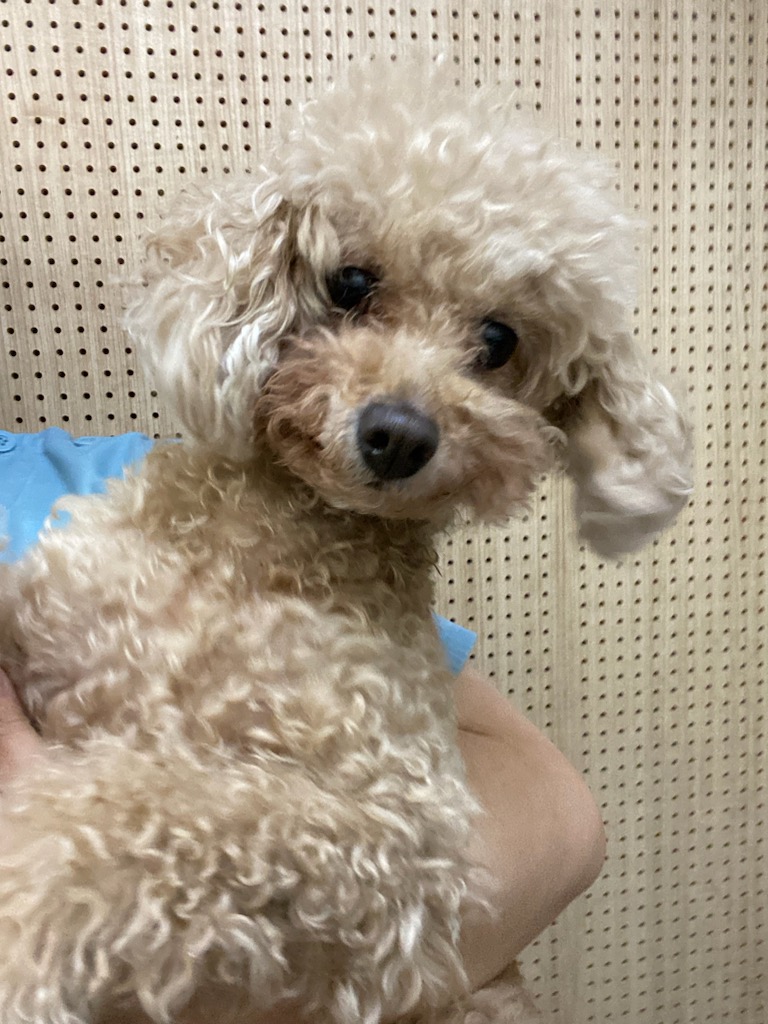 펫앤쉘터동물병원_441378202300517