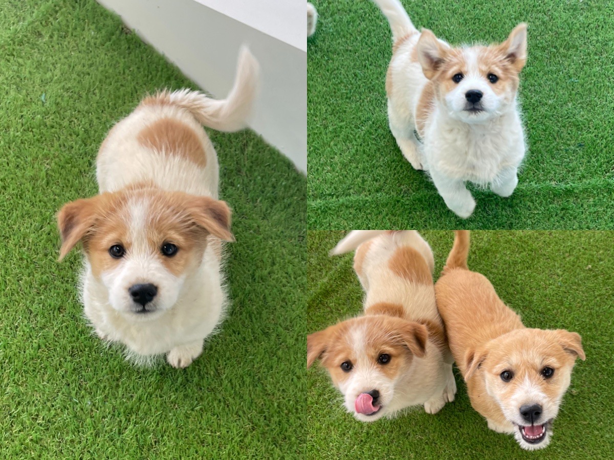 경주동물사랑보호센터_447505202300332