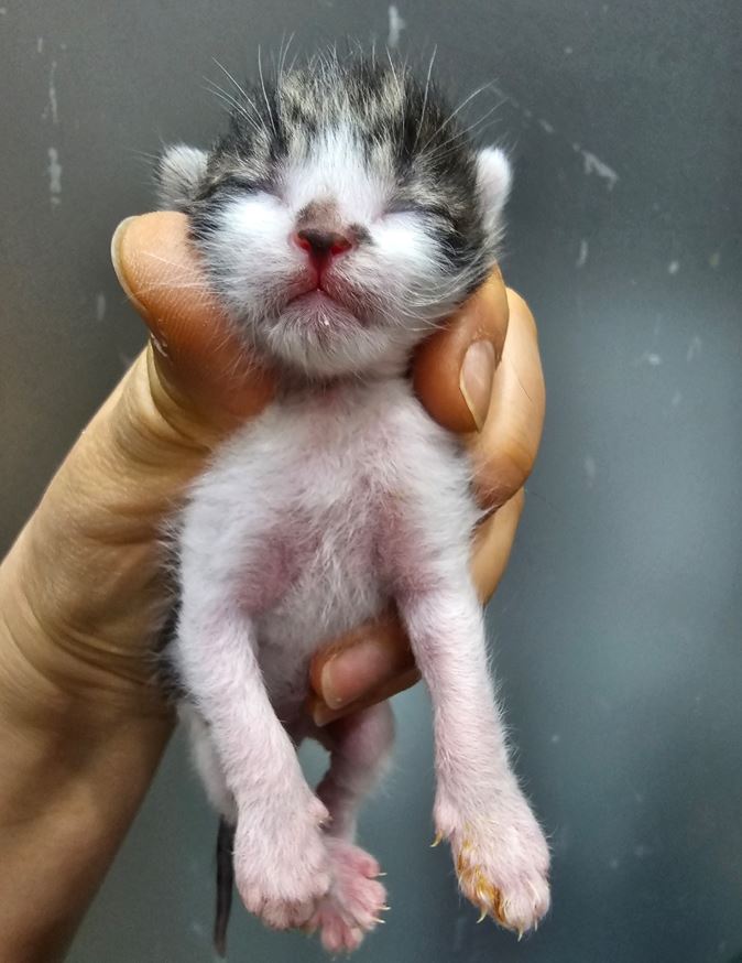 보령길고양이보호협회_444451202300347