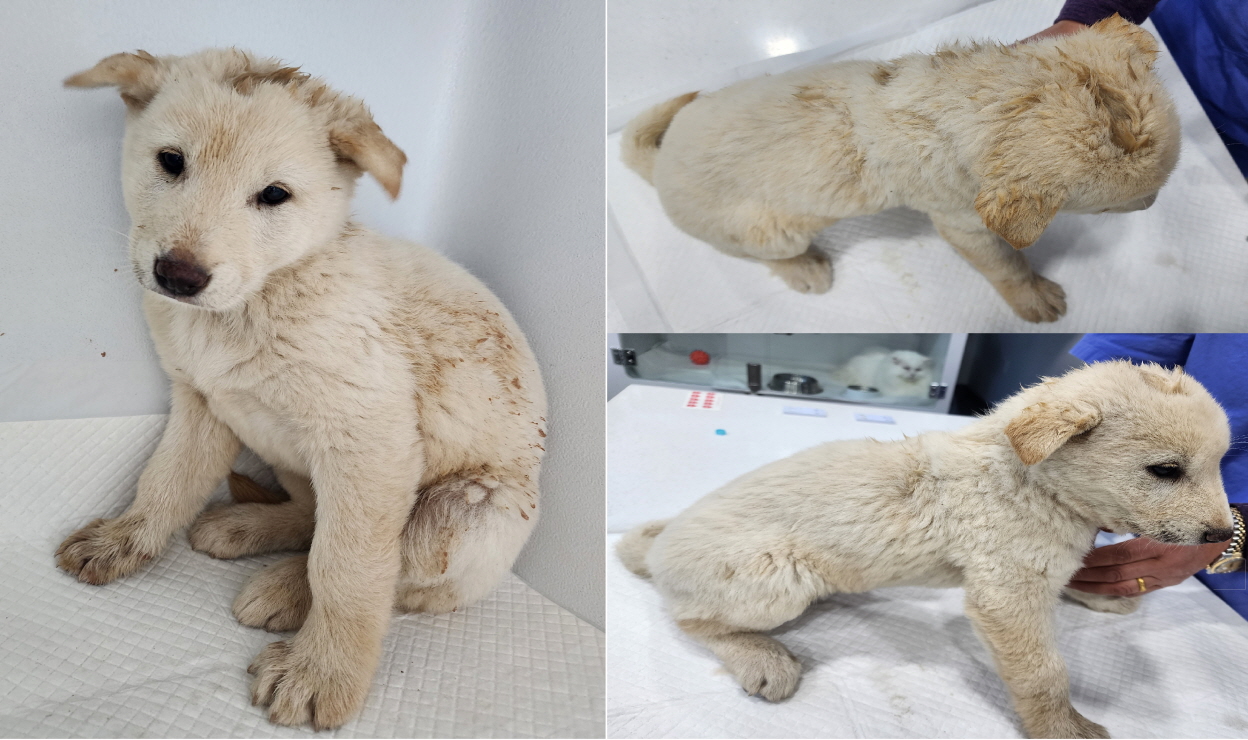 서산시 동물보호센터_444453202300245