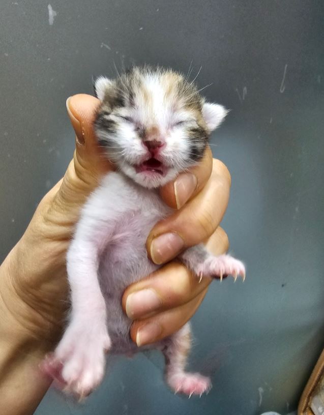 보호중 한국 고양이…