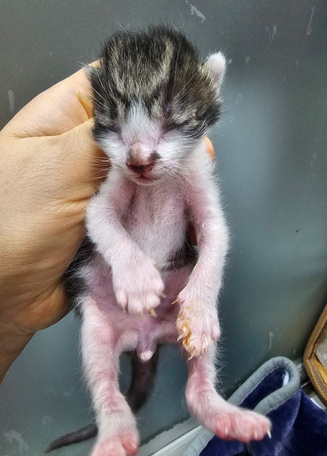 보호중 한국 고양이…