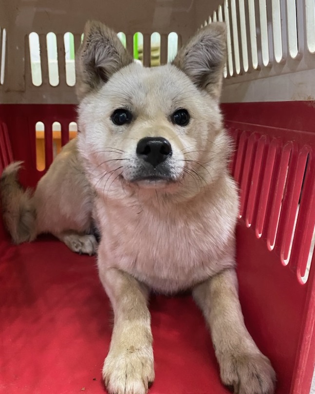 펫앤쉘터동물병원_441378202300525