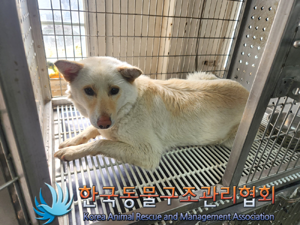 한국동물구조관리협회_441559202300262