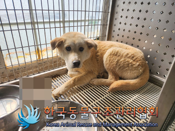 한국동물구조관리협회_441406202300432
