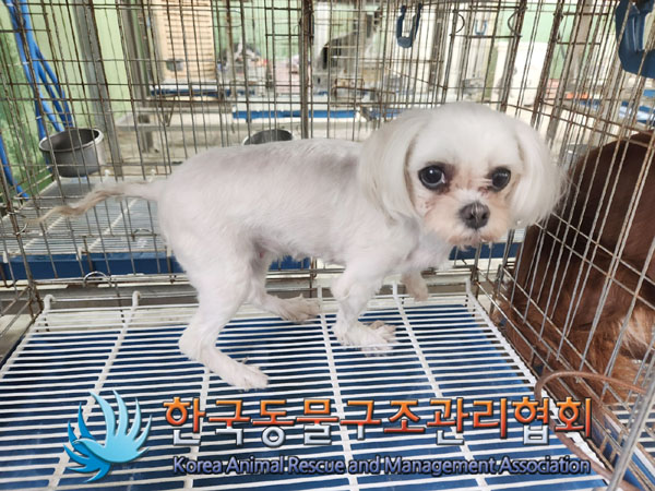 한국동물구조관리협회_411310202300118