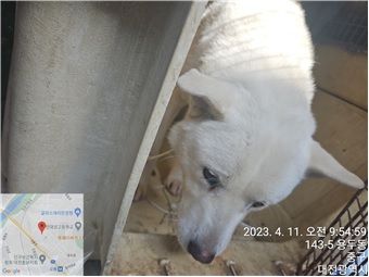 대전동물보호센터_430365202300119