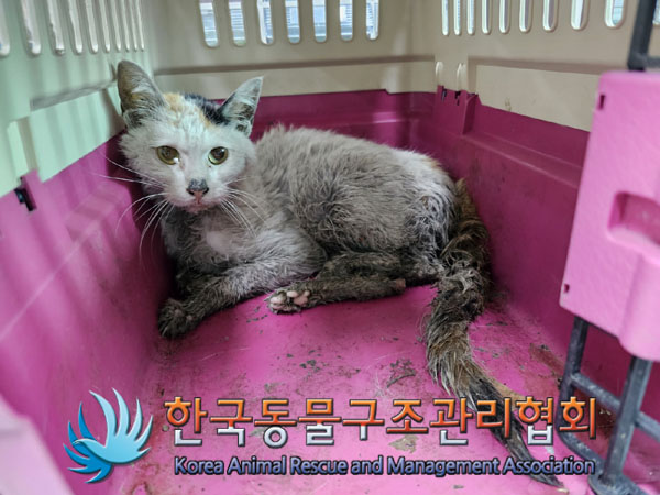 한국동물구조관리협회_411306202300255